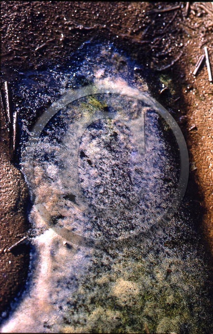 -49 photo abstraite pieds des dunes hiver   1957-58  photo Enri Dargence.jpg