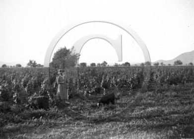 AG 710 femme dans rang de vigne .jpg