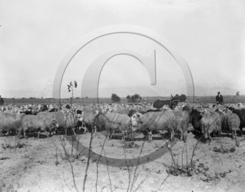 AG 595 troupon de moutons  .jpg