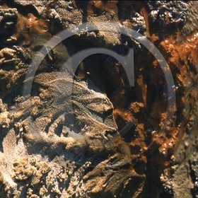 -10 photo abstraite pieds des dunes hiver 1957-58  photo Enri Dargence.jpg