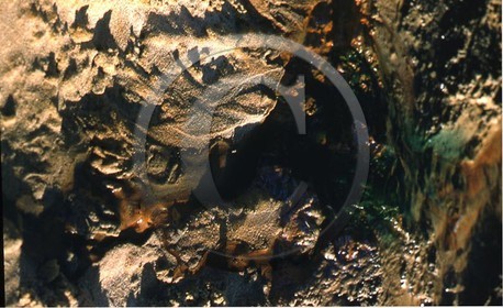 -25 photo abstraite pieds des dunes hiver   1957-58  photo Enri Dargence.jpg