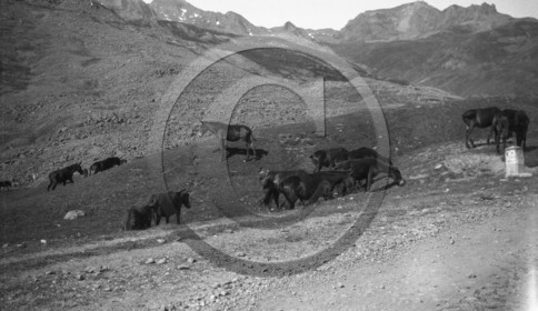 AG 706 chevaux en montagne col du portalet Pic du Midi .jpg