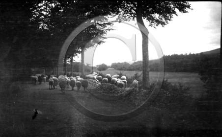 AG 688 moutons  photo Mirc serie Uzerche -Treignac -la Vezere .jpg