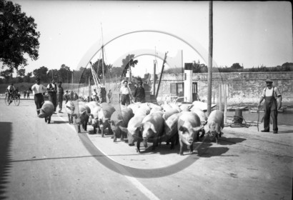 AG 711 troupeau cochons bord d'un canal .jpg