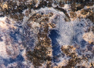 -26 photo abstraite pieds des dunes hiver   1957-58  photo Enri Dargence.jpg