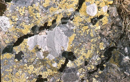 -27 photo abstraite pieds des dunes hiver   1957-58  photo Enri Dargence.jpg