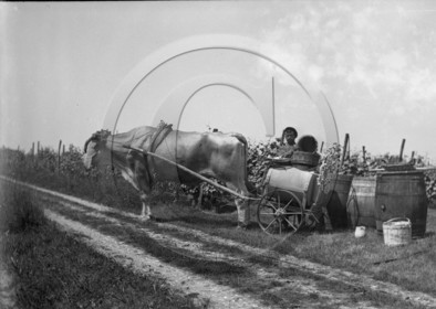 vi  1632  Loupiac le sulfatage  dpt 33 .jpg