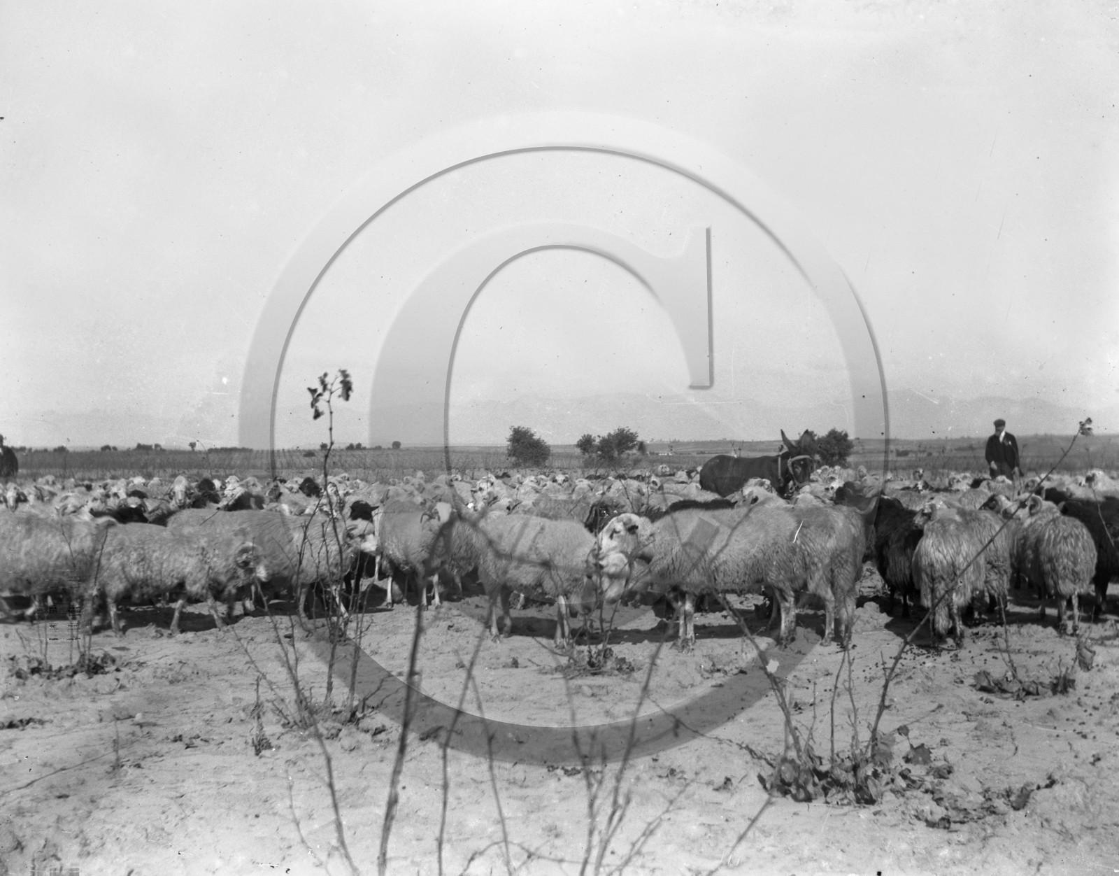 AG 595 troupon de moutons  .jpg