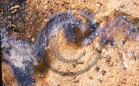 -28 photo abstraite pieds des dunes hiver   1957-58  photo Enri Dargence.jpg