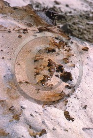 -14 photo abstraite pieds des dunes hiver 1957-58 photo Enri Dargence.jpg