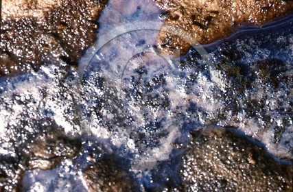 -36 photo abstraite pieds des dunes hiver   1957-58  photo Enri Dargence.jpg