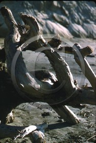 -33 bois flotté hiver 1957-58  photo Enri Dargence.jpg