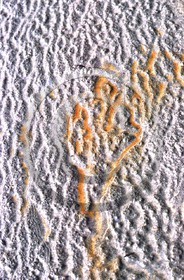 -42 photo abstraite pieds des dunes hiver   1957-58  photo Enri Dargence.jpg