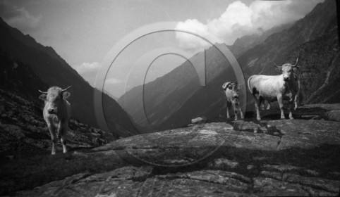 AG 694 pature en montagne serie Cauteret Estom Cabaliros photo Mirc .jpg