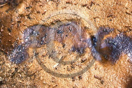 -48 photo abstraite pieds des dunes hiver   1957-58 photo Enri Dargence.jpg