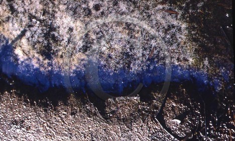-35 photo abstraite pieds des dunes hiver   1957-58  photo Enri Dargence.jpg