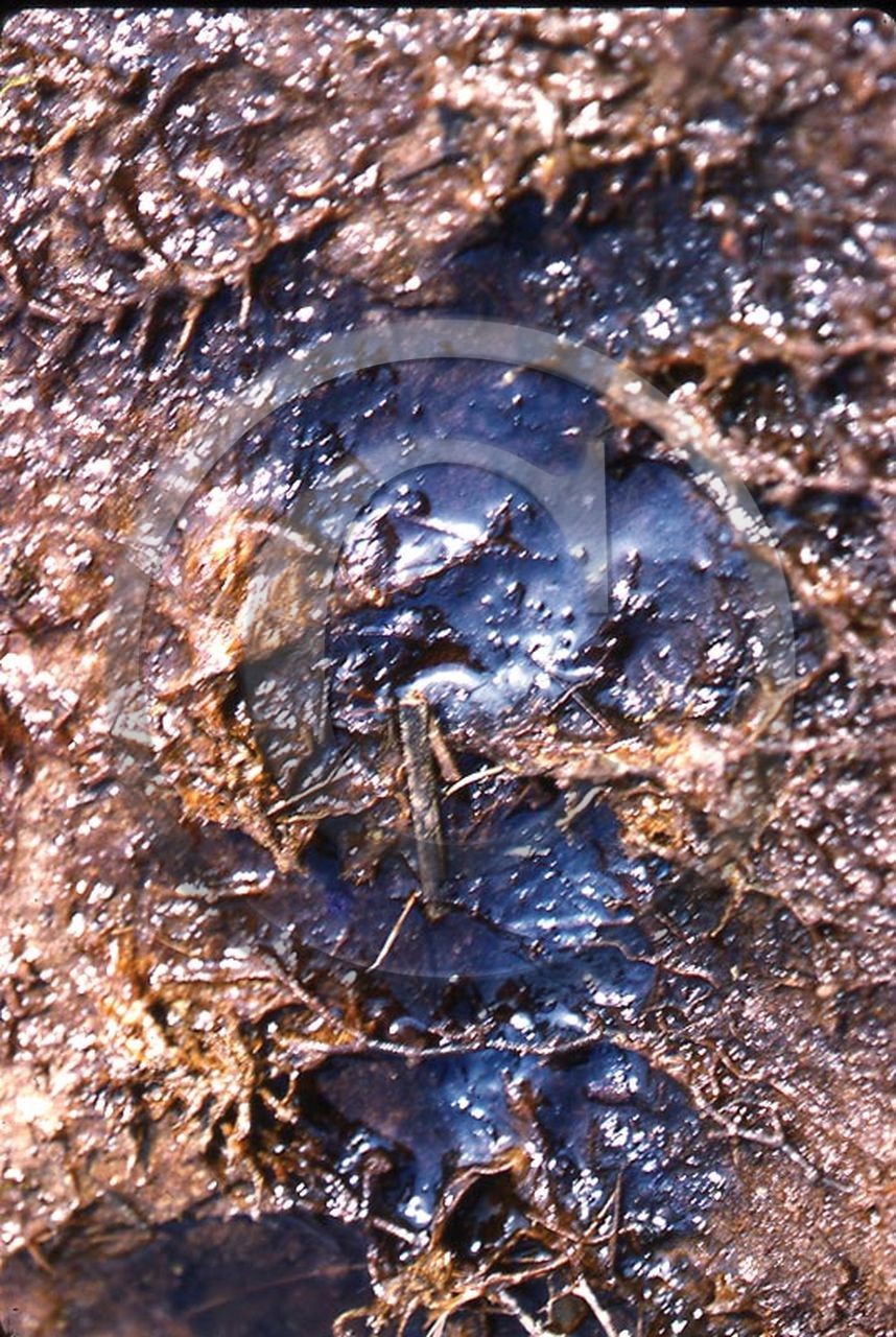 -31 photo abstraite pieds des dunes hiver   1957-58  photo Enri Dargence.jpg