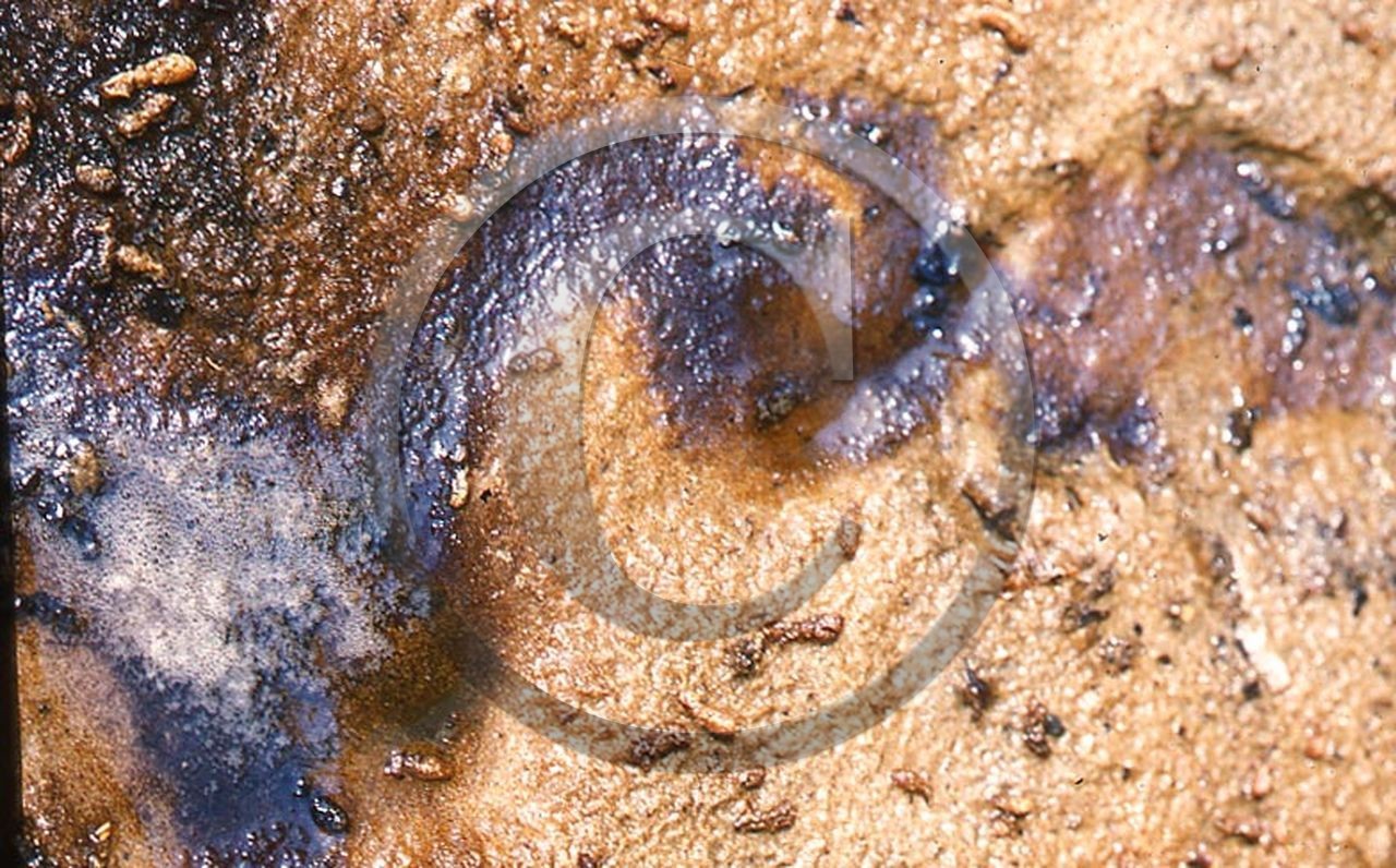 -28 photo abstraite pieds des dunes hiver   1957-58  photo Enri Dargence.jpg