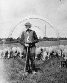 AG 599  berger et mouton.jpg