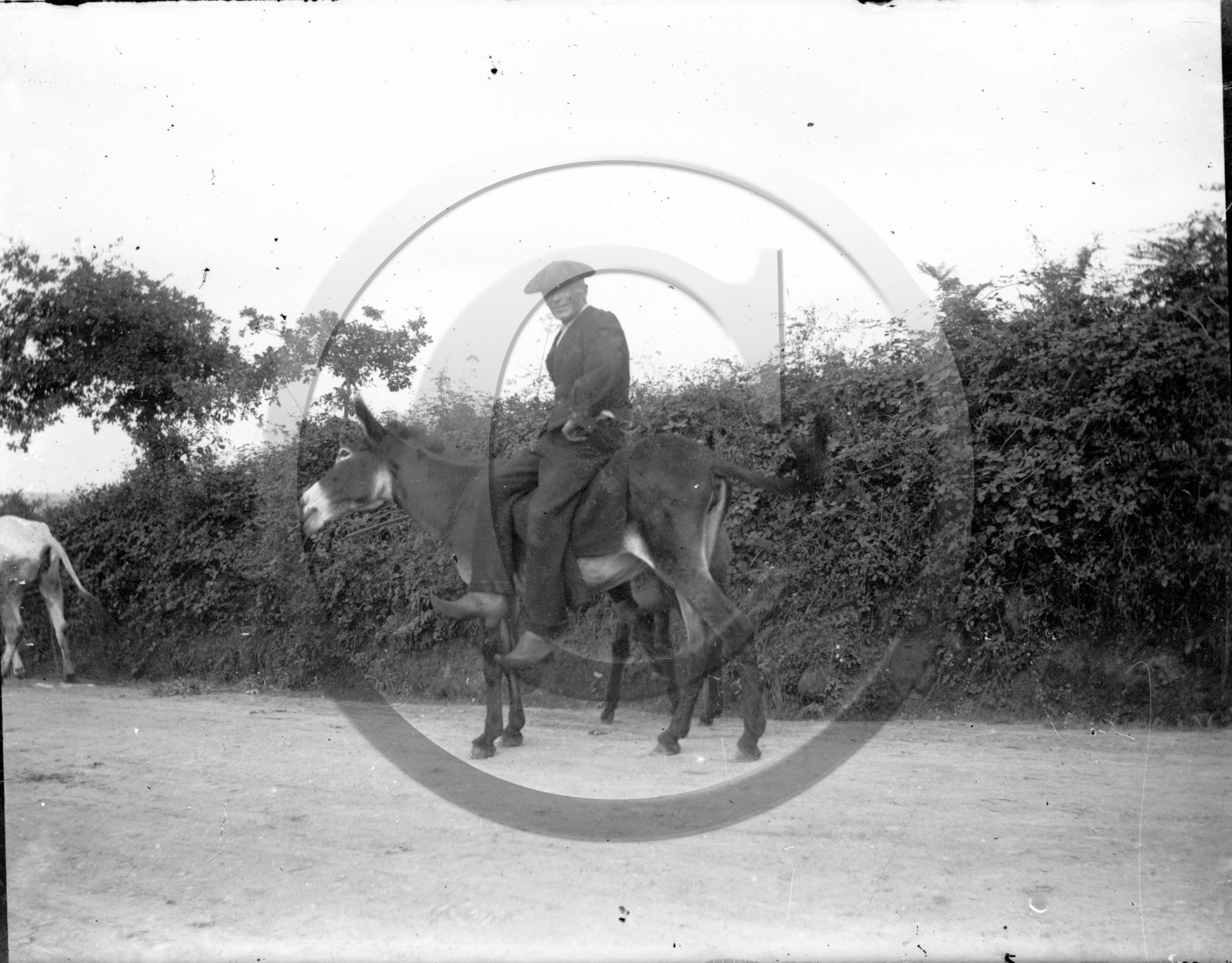 AG 579 paysan a dos d ane .jpg