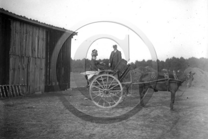 vi  260 Soulac attelage mule.jpg