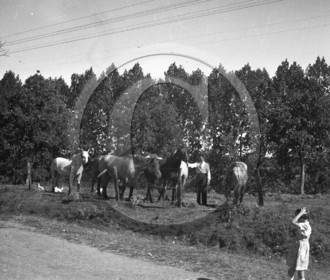AG 709 chevaux dans un pre .jpg