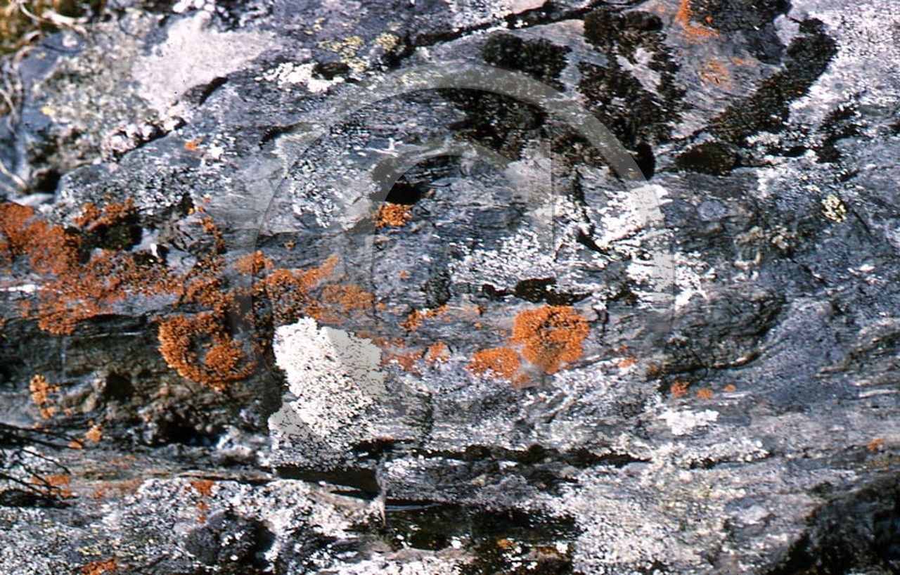 -30 photo abstraite pieds des dunes hiver   1957-58  photo Enri Dargence .jpg