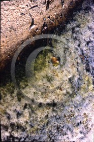 -46 photo abstraite pieds des dunes hiver   1957-58 photo Enri Dargence.jpg