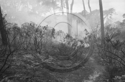 Pompiers du bassin d'Arcachon