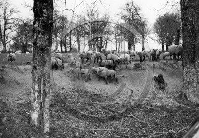 AG 696 moutons  d apres photo .jpg